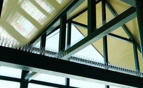 Experts in Bird Proofing
