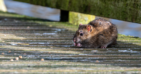 How to identify a mouse infestation