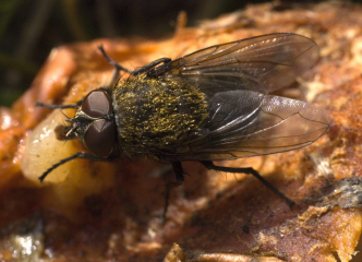 Cluster Flies