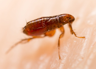 Domestic Household Pests