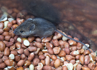 Mice