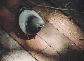 Pigeons