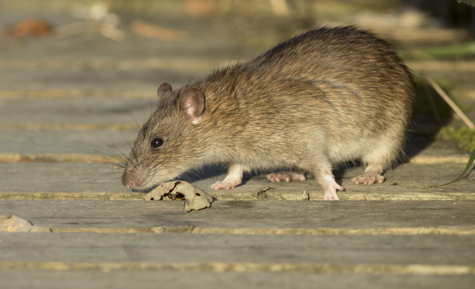 Rats (Section 3)