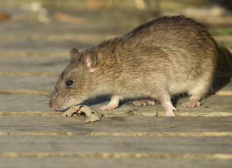 Rats