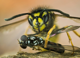 Wasp Nest Treatment